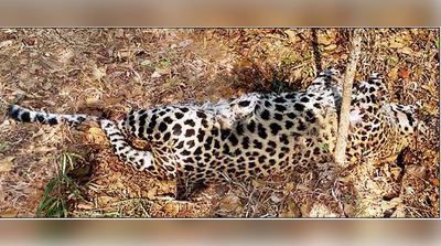 ಉಗುರಿಗಾಗಿ ಚಿರತೆ ಕಾಲು ಕತ್ತರಿಸಿದರು