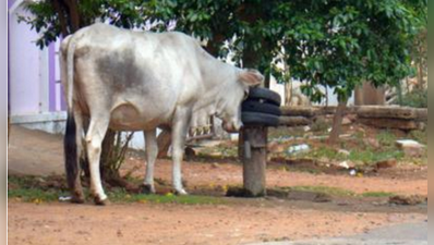 ಗೋವಿಗೂ ಆಧಾರ್‌ನಂಥ ಗುರುತಿನ ಬಿಲ್ಲೆ