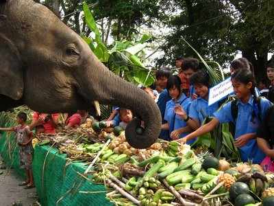 വിശപ്പ് മൂലം ഗജവീരന്‍ വിഴുങ്ങിയത് 40,000 രൂപയുടെ കറന്‍സികള്‍