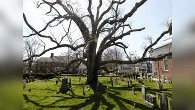 600-year-old oak tree cut down in New Jersey 