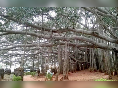 ದೊಡ್ಡ ಆಲದ ಮರಕ್ಕೆ ಭೇಟಿ ನೀಡಿದ್ದೀರಾ?