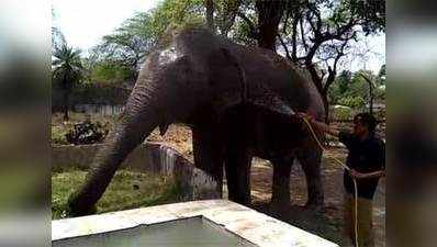 Delhi zoo: Water sprinklers, coolers, seasonal fruits help animals beat the heat 