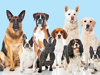 कुत्तों में फैल रहा है ‘केनाइन डिस्टेंपर’ का घातक संक्रमण