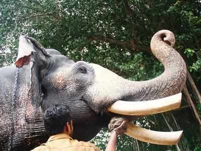 ചേർത്തലയിൽ ഉത്സവത്തിനിടെ ആന പാപ്പാനെ കുത്തിക്കൊന്നു