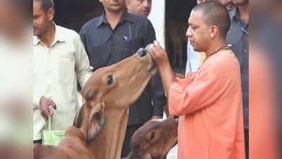 Yogi Adityanath feeds cows at Gorakhpur cowshed 