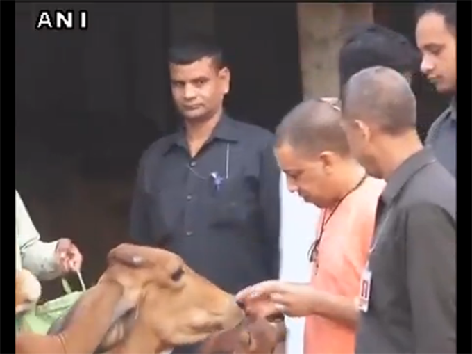 गायों को चारा खिलाते योगी आदित्यनाथ