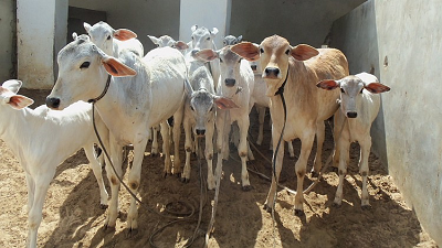 অসমে ২ গোরুচোরকে পিটিয়ে খুন করল গ্রামবাসী