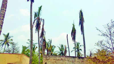 ಬೈಚನಹಳ್ಳಿ ಸಸ್ಯಕ್ಷೇತ್ರಕ್ಕೂ ಬರ