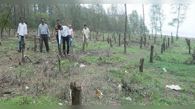 রাস্তা চওড়া করতে কাটা পড়ছে ৩১ হাজার গাছ!