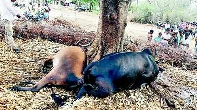 ಸಿಡಿಲಿಗೆ ಜೋಡೆತ್ತು ಬಲಿ