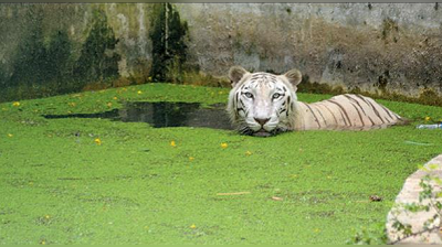 তীব্র গরমে নাজেহাল পশুশালার বাসিন্দারাও