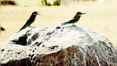 ಮರಳು ಅಕ್ರಮ ಬಿಡದ ಪಟ್ಟು, ಪಕ್ಷಿ ಆವಾಸಕ್ಕೆ ಪೆಟ್ಟು