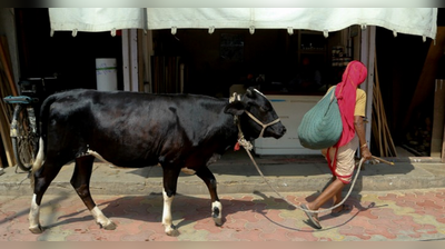 ಗೋ ವಧೆಗೆ ಮೇಯೊ ಮುಸ್ಲಿಮರ ವಿರೋಧ