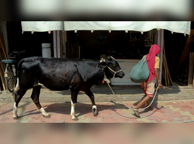 ಗೋ ವಧೆಗೆ ಮೇಯೊ ಮುಸ್ಲಿಮರ ವಿರೋಧ