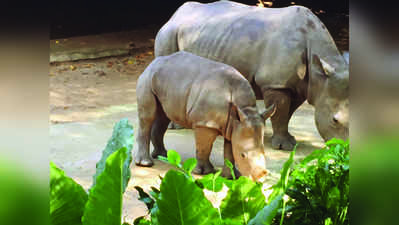 ಮೈಸೂರು ಝೂಗೆ ಬರಲಿವೆ ಬಿಳಿ ಘೇಂಡಾಮೃಗ, ಸಿಂಗಳಿಕ