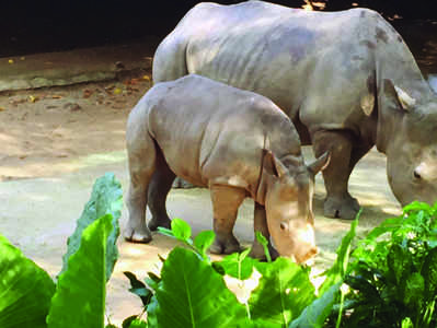 ಮೈಸೂರು ಝೂಗೆ ಬರಲಿವೆ ಬಿಳಿ ಘೇಂಡಾಮೃಗ, ಸಿಂಗಳಿಕ