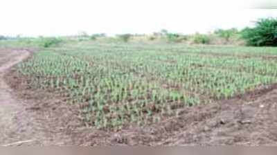 ಕೆರೆ ಅತಿಕ್ರಮಿಸಿ ಕಬ್ಬು ಬೆಳೆದರು !