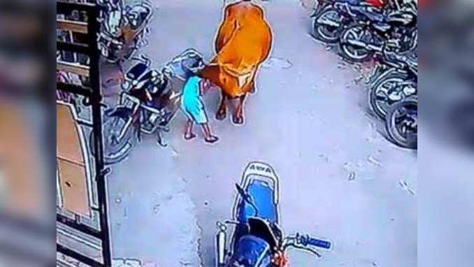 On cam: Stray cow attacks a small girl in Surat 