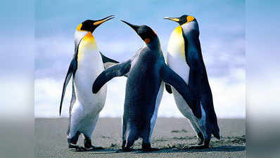 रानीबाग में पेंग्विन की फोटो निकालने पर लगेगी रोक