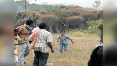 कर्नाटक: 2 साल में गई 105 हाथियों की जान