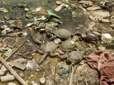 आगरा से सटे गांव में 100 से ज्यादा कछुओं की मौत
