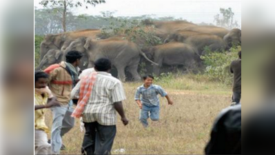 ಮಾನವ-ಆನೆಗಳ ಸಂಘರ್ಷ: 2 ವರ್ಷದಲ್ಲಿ 105 ಮಂದಿ ಬಲಿ