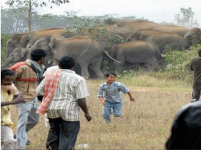 ಮಾನವ-ಆನೆಗಳ ಸಂಘರ್ಷ: 2 ವರ್ಷದಲ್ಲಿ 105 ಮಂದಿ ಬಲಿ