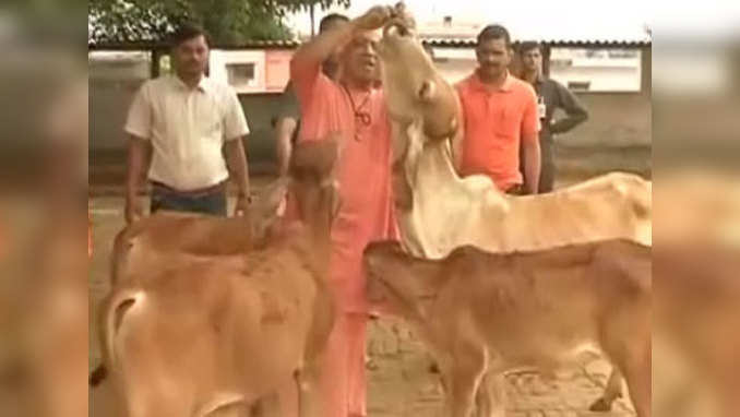 CM Yogi Adityanath feeds cows in Gorakhpur 