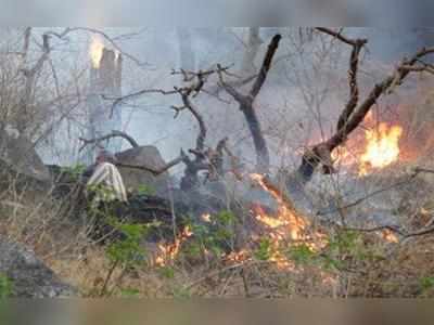 মাউন্ট আবুর প্রচণ্ড দাবানলে জঙ্গল ছেড়ে গ্রামে ঘুরছে ভালুকের দল