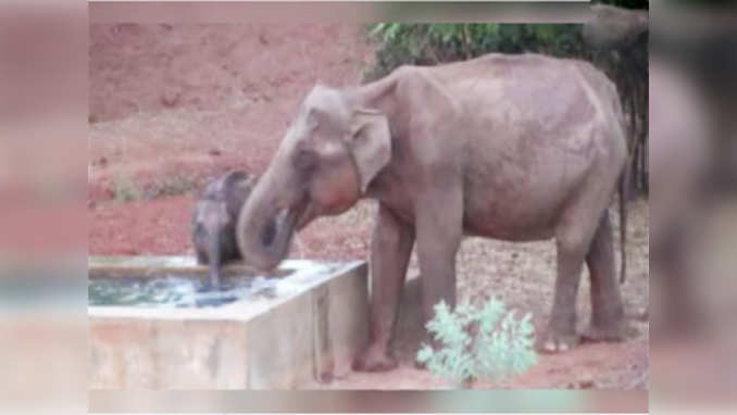 Coimbatore: Special arrangements made following death of 8 elephants 