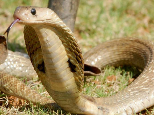 नाग-नागिन और उनके अंडों से जुड़ी इन बातों को जान चौंक जाएंगे - interesting fact about snake in bhavishya puran - Navbharat Times