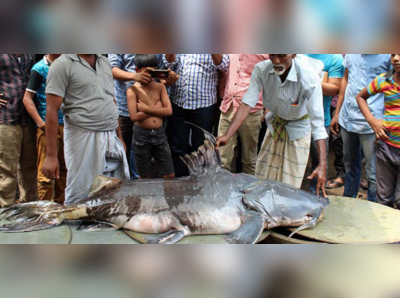 মাছ তো নয়, মানুষখেকো! দৈত্যাকার আড় নিয়ে তোলপাড় বাজার