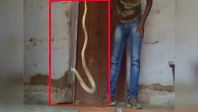 Watch: 5.7-ft-long cobra rescued from house in Odisha 