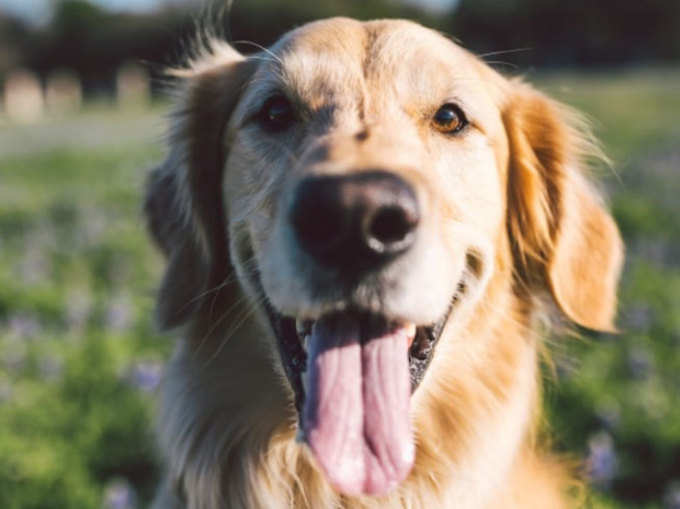 the-roof-dog