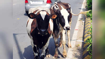दुधारू गायों में GPS चिप लगाएगी गुजरात सरकार