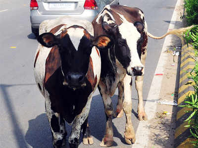 दुधारू गायों में GPS चिप लगाएगी गुजरात सरकार
