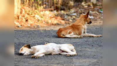 तीन कुत्तों की हत्या का आरोपी सेनाधिकारी छुट्टी पर