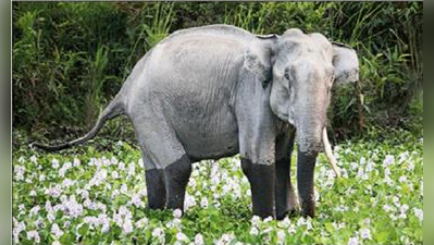 ​ মৃত্যুদণ্ড হতে পারে বাঁয়ার