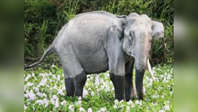 जलदापाड़ा में एक हाथी को सजा-ए-मौत की योजना