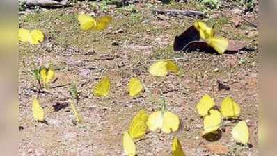 ಎಲ್ಲೆಲ್ಲೂ ಹಾರಾಡುತ್ತಿದೆ ಹಳದಿ ಚಿಟ್ಟೆಗಳು!