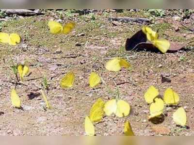 ಎಲ್ಲೆಲ್ಲೂ ಹಾರಾಡುತ್ತಿದೆ ಹಳದಿ ಚಿಟ್ಟೆಗಳು!