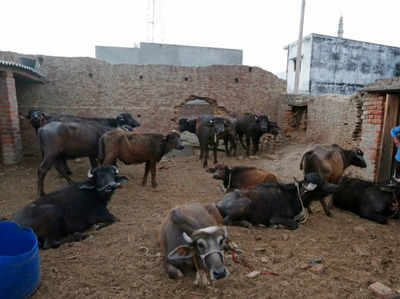 कत्लखानों और पशु चिकित्सालयों को जीएसटी से बाहर रखा गया