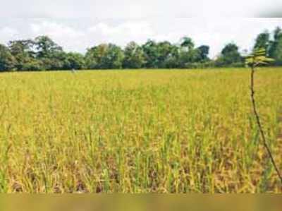 ಬೇಸಿಗೆ ಭತ್ತದ ಬೆಳೆಗೆ ನೀರಿನ ಕೊರತೆ