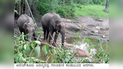 ಗಜಗಣತಿಗೆ ತೆರೆ: 55 ಆನೆಗಳ ದರ್ಶನ