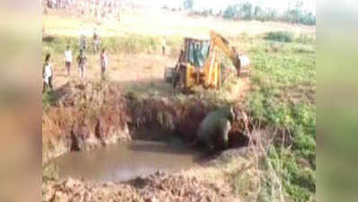 On cam: Elephant rescued from pit in Sambalpur 