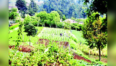 ಸಸಿ ಬೆಳೆಸಿ ಸಂಪತ್ತು ಗಳಿಸಿ