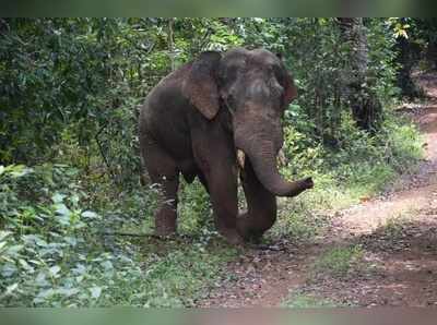 ಕಾದಾಟದಲ್ಲಿ ಕಾಲು ಮುರಿದುಕೊಂಡ ಒಂಟಿ ಸಲಗ