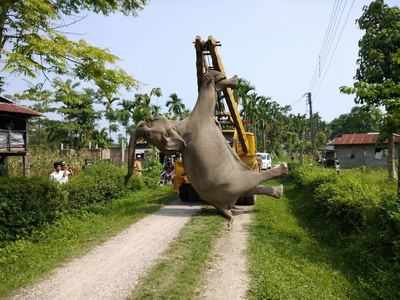 ফের হাতির মৃতদেহ মিলল ডুয়ার্সে