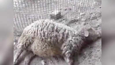 Leopard enters farm house in Ludhiana, kills 8 sheep 