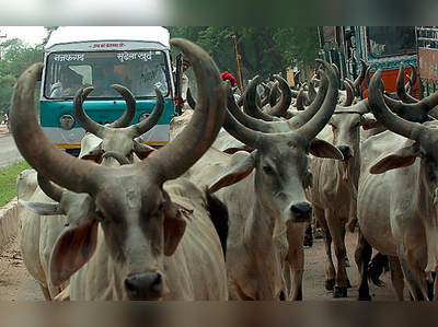 ದೇಶದಾದ್ಯಂತ ಗೋಹತ್ಯೆ ನಿಷೇಧ, ಕೃಷಿಗಾಗಿ ಮಾತ್ರ ಗೋವು